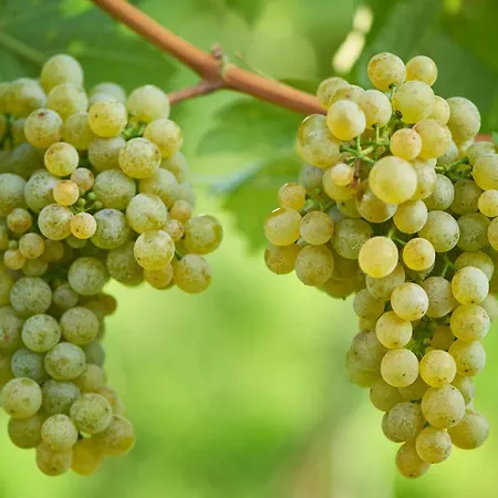 Weinhof - Maier Gasthof Angern