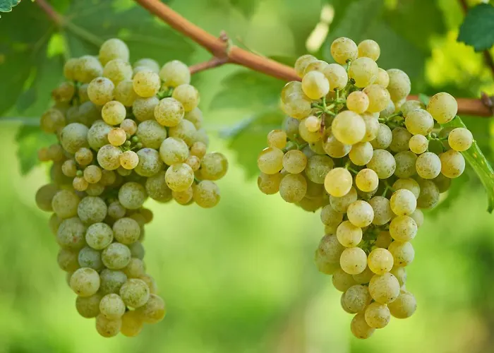 Weinhof - Gaestehaus Maier Pensión Angern