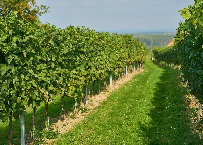 Weinhof - Gaestehaus Maier 3* Angern